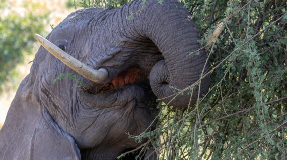 elephant eating2