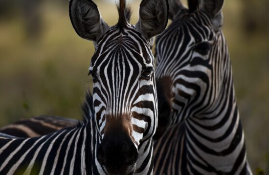 zebras looking