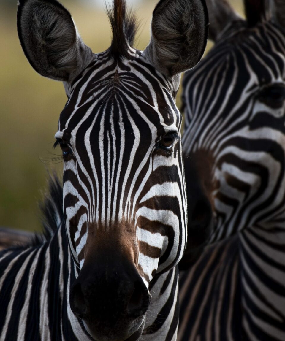 Zebras Looking