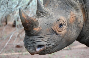 Uganda Rhino