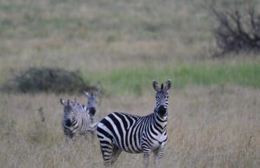 Hello, Zebras