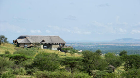 In the Serengeti