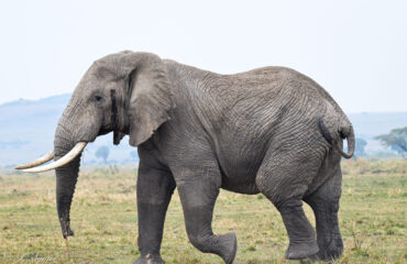 Tanzanian Elephant