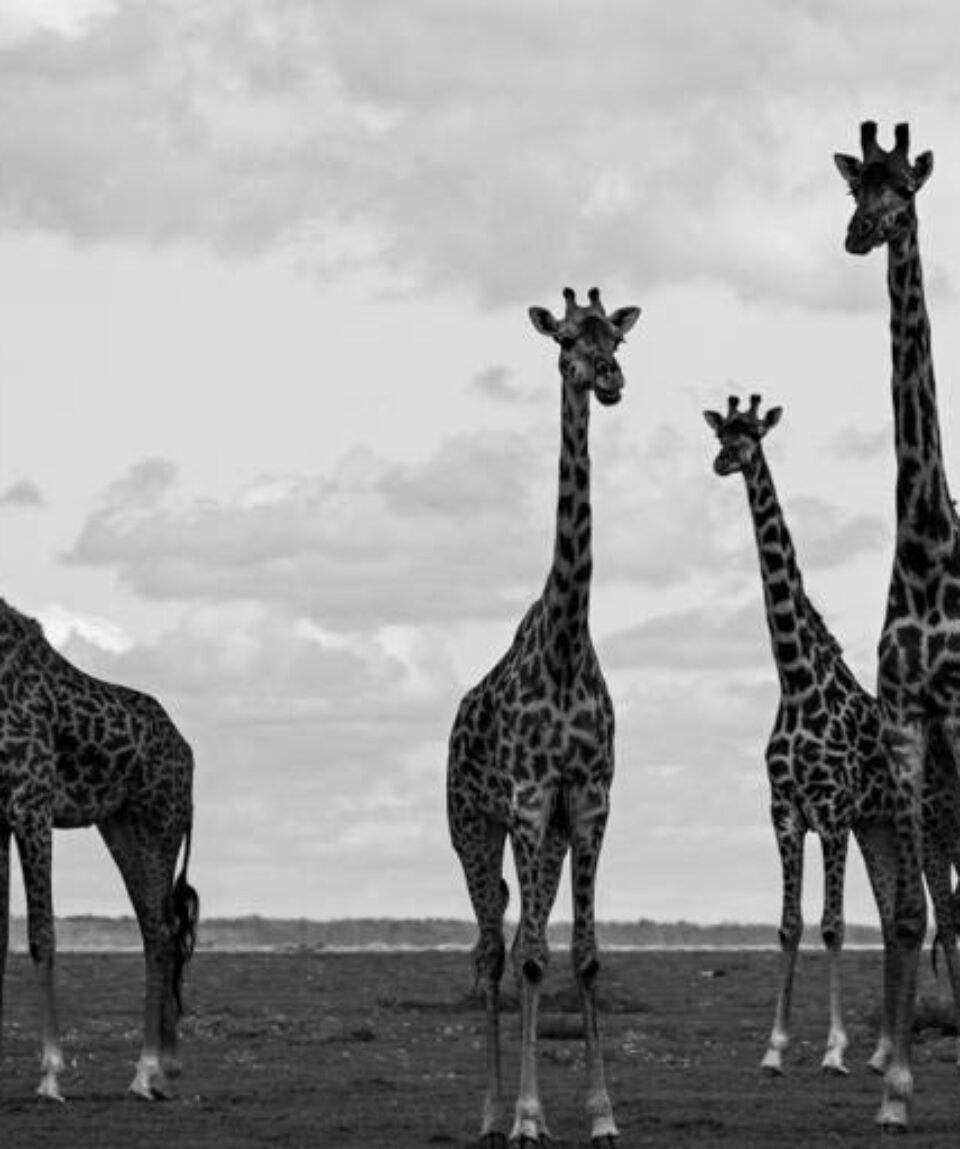 Giraffes Observe