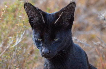 Melanistic Serval Cat