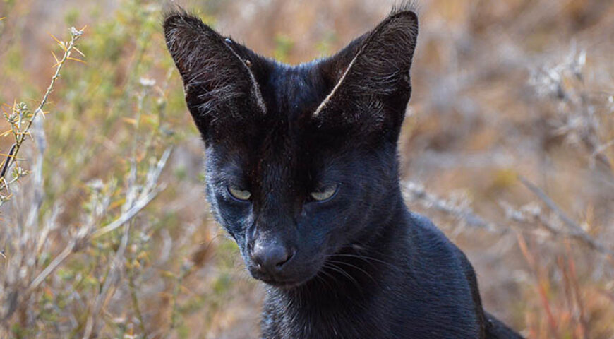 Melanistic Serval Cat