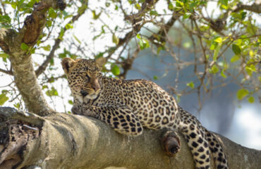 Leopard In The Tree